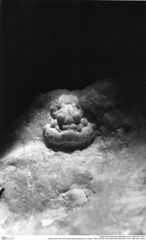 Historisches Foto von Lecythocaris paradoxa (von Meyer, 1858) (NHMW-AFW-GEO-BACHMAYER-FOTO-1990-0041-4579)